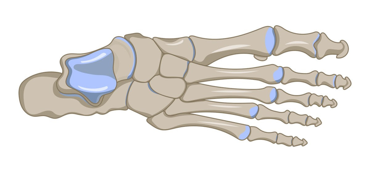 Illustration of the bones of the foot